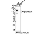 AMOT Antibody in Western Blot (WB)