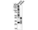RARA/RARB/RARG Antibody in Western Blot (WB)