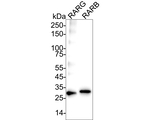 RARA/RARB/RARG Antibody in Western Blot (WB)