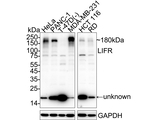 LIFR Antibody in Western Blot (WB)