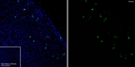 Ghrelin Antibody in Immunohistochemistry (Frozen) (IHC (F))