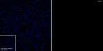 Ghrelin Antibody in Immunohistochemistry (Frozen) (IHC (F))