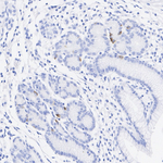 Ghrelin Antibody in Immunohistochemistry (Paraffin) (IHC (P))