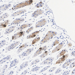 Ghrelin Antibody in Immunohistochemistry (Paraffin) (IHC (P))