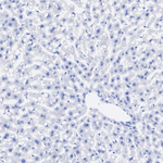 Ghrelin Recombinant Rabbit Monoclonal Antibody (PSH08-77)