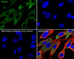 ERp57 Antibody in Immunocytochemistry (ICC/IF)