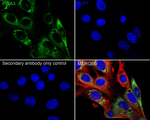 ERp57 Antibody in Immunocytochemistry (ICC/IF)