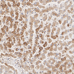 ERp57 Antibody in Immunohistochemistry (Paraffin) (IHC (P))