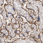ERp57 Antibody in Immunohistochemistry (Paraffin) (IHC (P))