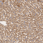 ERp57 Antibody in Immunohistochemistry (Paraffin) (IHC (P))