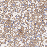 ERp57 Antibody in Immunohistochemistry (Paraffin) (IHC (P))