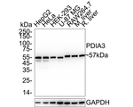ERp57 Antibody in Western Blot (WB)