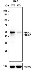 ERp57 Antibody in Western Blot (WB)