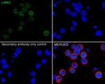 LIMK2 Antibody in Immunocytochemistry (ICC/IF)