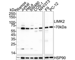 LIMK2 Antibody in Western Blot (WB)