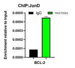 JunD Antibody in ChIP Assay (ChIP)