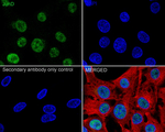 JunD Antibody in Immunocytochemistry (ICC/IF)