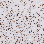JunD Antibody in Immunohistochemistry (Paraffin) (IHC (P))