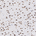 JunD Antibody in Immunohistochemistry (Paraffin) (IHC (P))