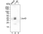 JunD Antibody in Immunoprecipitation (IP)