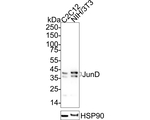 JunD Antibody in Western Blot (WB)