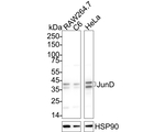 JunD Antibody in Western Blot (WB)
