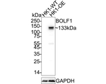 Epstein Barr Virus BOLF1 Antibody in Western Blot (WB)