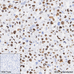 Epstein Barr Virus BOLF1 Antibody in Immunohistochemistry (Paraffin) (IHC (P))