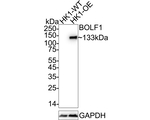 Epstein Barr Virus BOLF1 Antibody in Western Blot (WB)