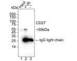 CD27 Antibody in Immunoprecipitation (IP)