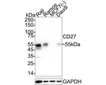 CD27 Antibody in Western Blot (WB)
