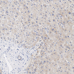 MMP7 Antibody in Immunohistochemistry (Paraffin) (IHC (P))