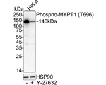Phospho-MYPT1 (Thr696) Antibody in Western Blot (WB)