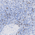 CD8b Antibody in Immunohistochemistry (Paraffin) (IHC (P))