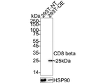 CD8b Antibody in Western Blot (WB)