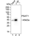 PSAT1 Antibody in Immunoprecipitation (IP)