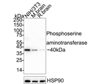 PSAT1 Antibody in Western Blot (WB)