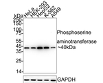PSAT1 Antibody in Western Blot (WB)