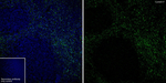 Cystatin F Antibody in Immunohistochemistry (Frozen) (IHC (F))