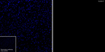 Cystatin F Recombinant Rabbit Monoclonal Antibody (PSH09-00)