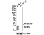 Cystatin F Antibody in Western Blot (WB)