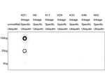 Ubiquitin (linkage specific K27) Antibody in Dot Blot (DB)