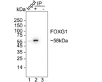FOXG1 Antibody in Immunoprecipitation (IP)