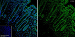 CYR61 Antibody in Immunohistochemistry (Paraffin) (IHC (P))
