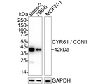 CYR61 Antibody in Western Blot (WB)