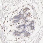 COMMD10 Recombinant Rabbit Monoclonal Antibody (PSH09-13)