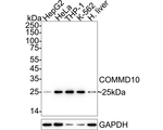 COMMD10 Antibody in Western Blot (WB)