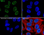 TDP-43 Antibody in Immunocytochemistry (ICC/IF)