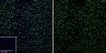 TDP-43 Antibody in Immunohistochemistry (Frozen) (IHC (F))