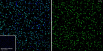 TDP-43 Antibody in Immunohistochemistry (Frozen) (IHC (F))